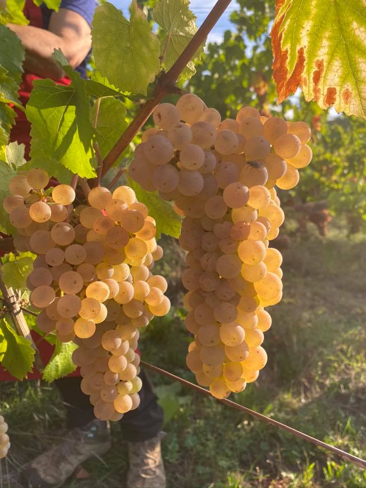 raisin blanc pour vin d'alsace